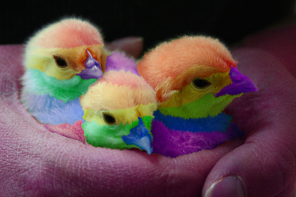 Colorful Chik Rainbow Chicks by Ashleyprincess201454 on DeviantArt