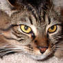 Chumigo Mainecoon 3