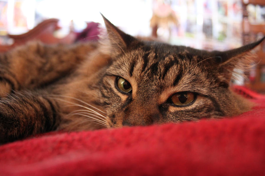 Chumigo's Red Blanket