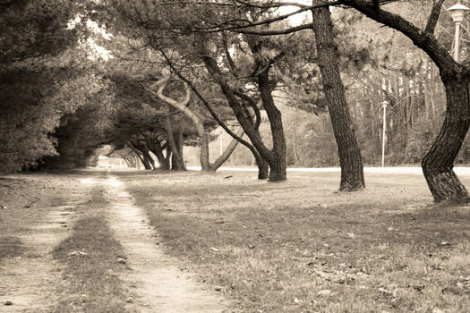 Lonely Forest Road