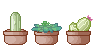 Cactus Succulent Cactus