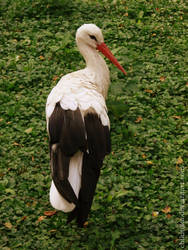 Stork