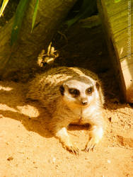 Meerkat 3