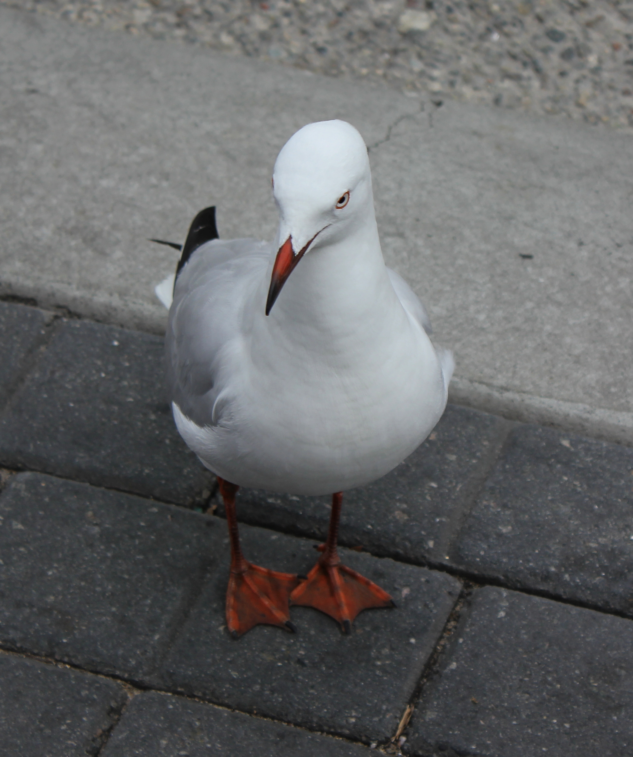 Seagull