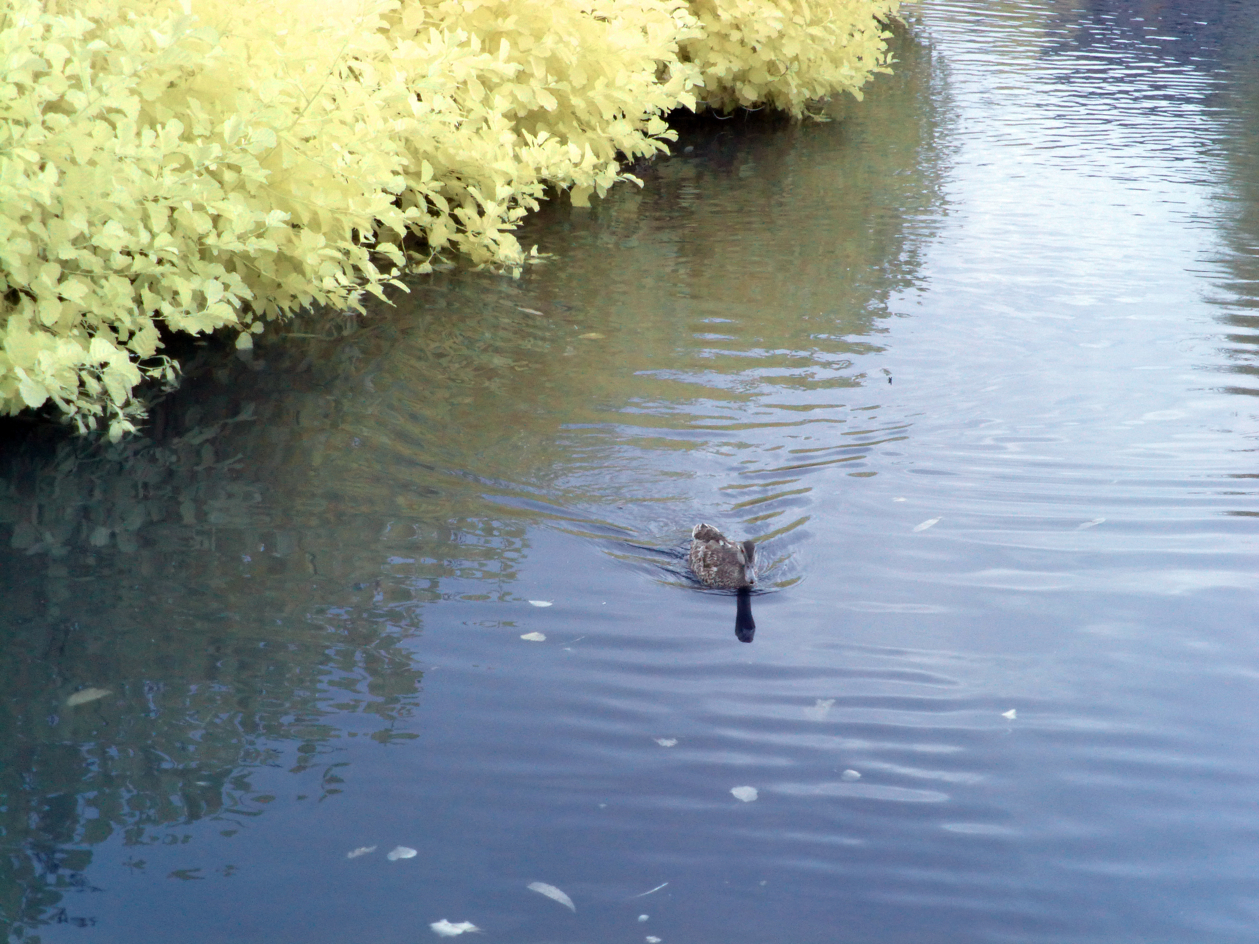 Infrared Ducks: 1