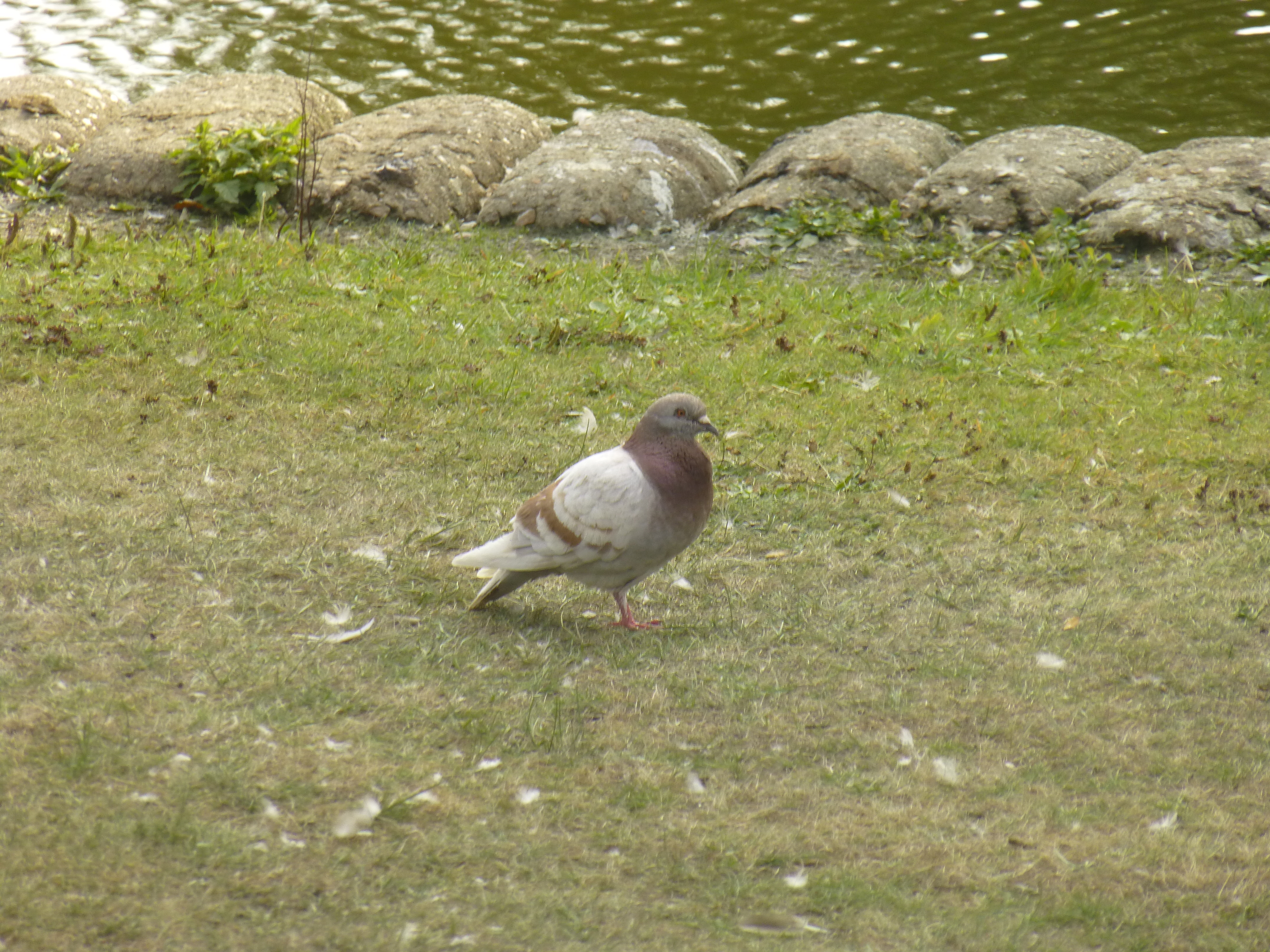 Brown Pigeon