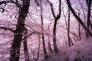 Lydford Gorge in Infra-Red: Colour 12