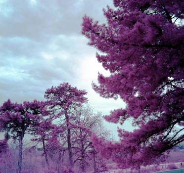 The Dark Forest of Lavender