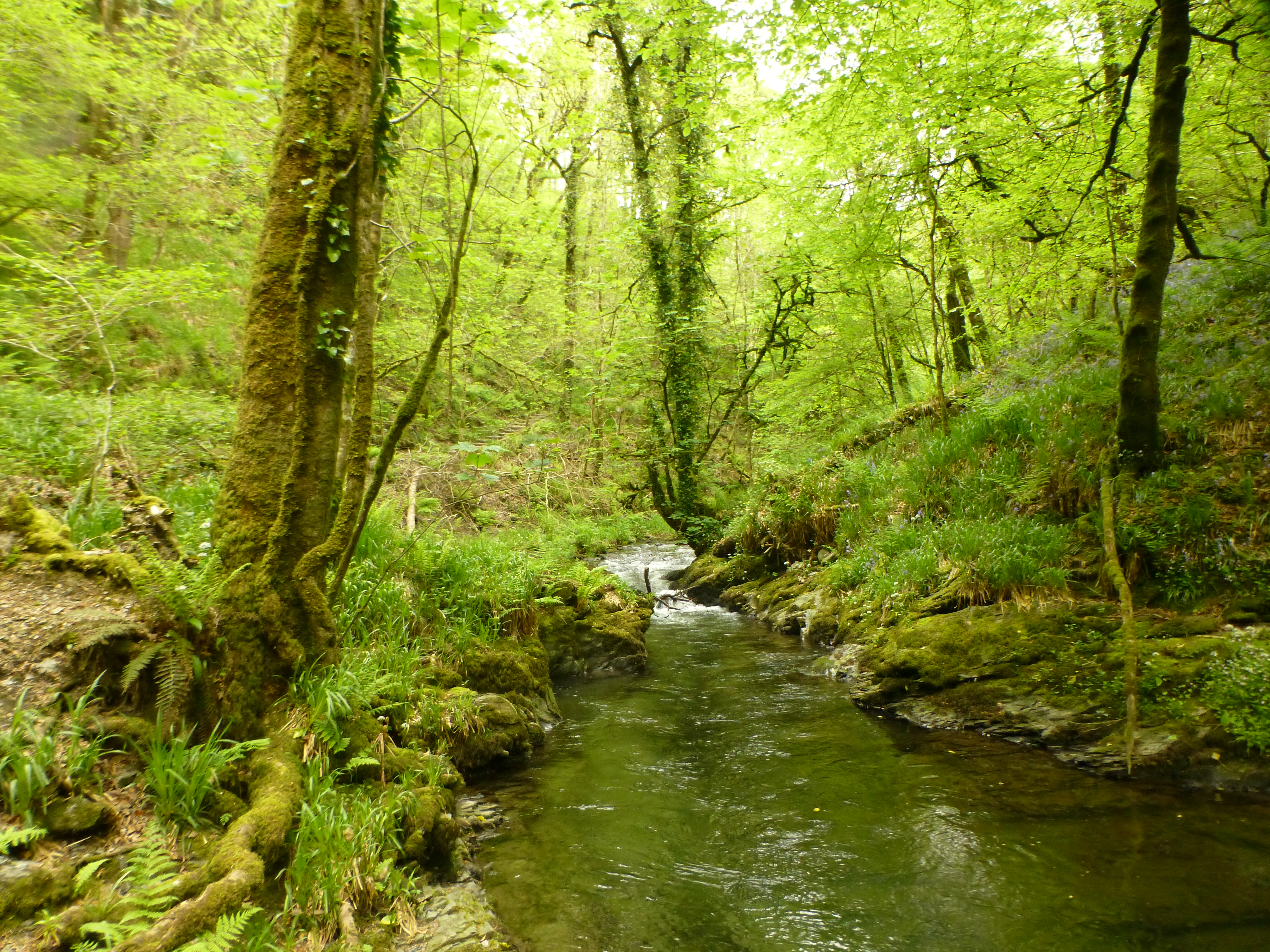 Lydford Gorge: View 149