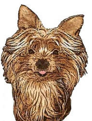 Yorkshire terrier