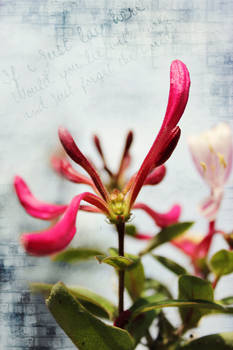 Flowers and Words...