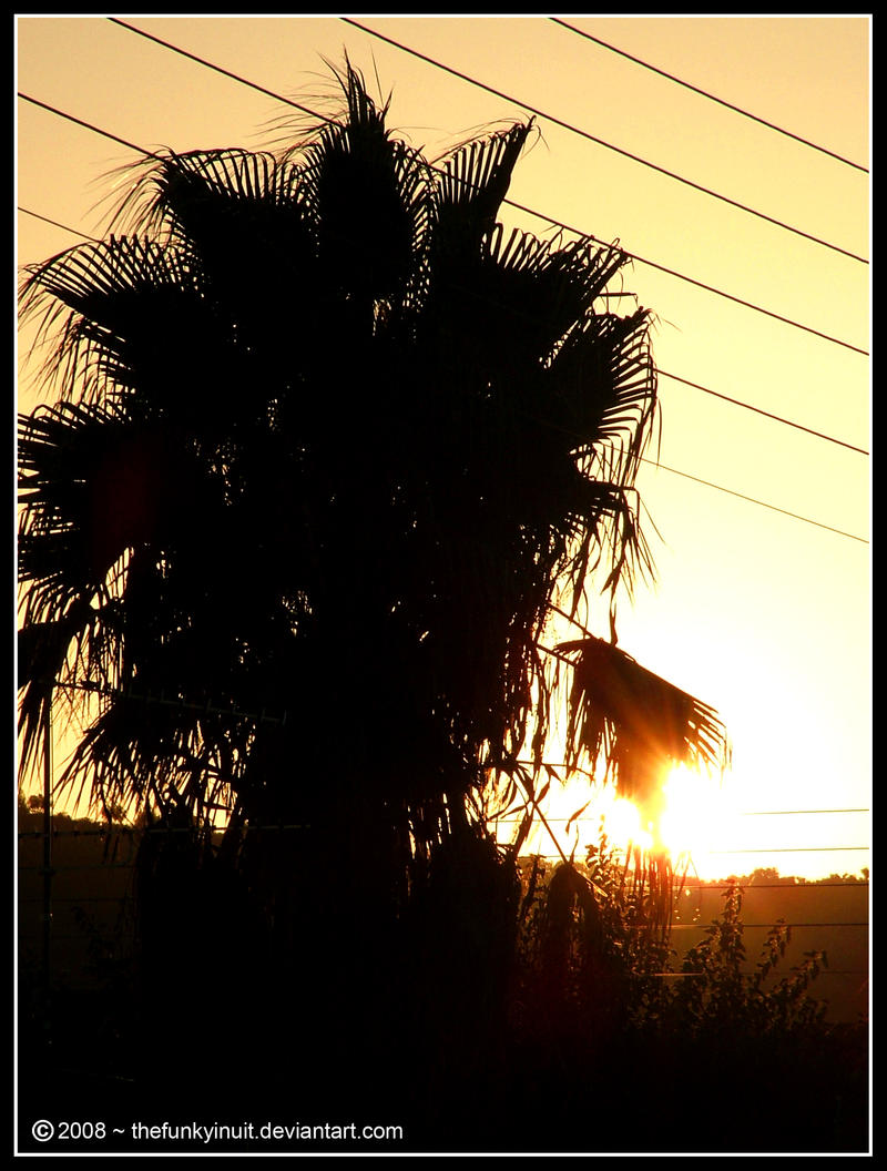 Palm Tree Sunset