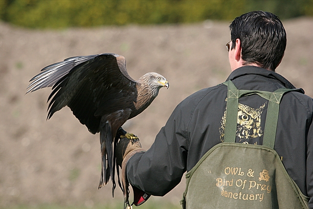 Black Kite and his handler