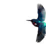 Alcedo Atthis