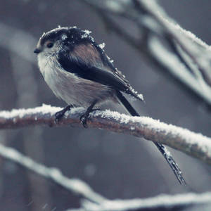 Long Tailed Tit in the Snow