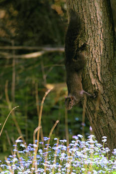 Black Squirrel