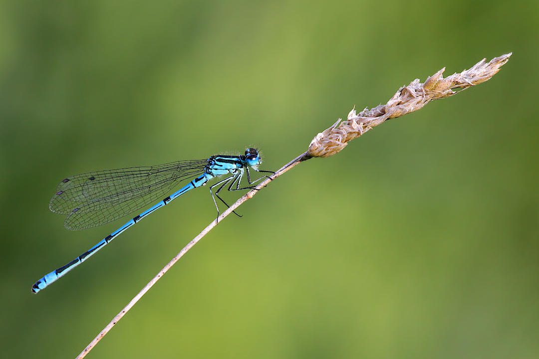 Damselfly