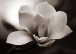 magnolia in bw by cenevols