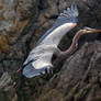 blue heron in flight