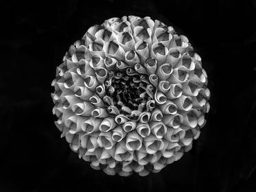dahlia