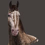 Appaloosa