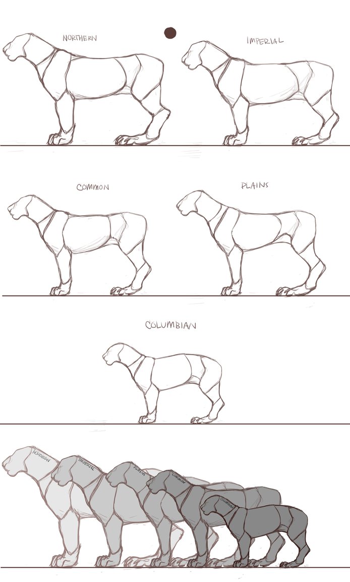 DERGON HEIGHT/SIZE SCALE