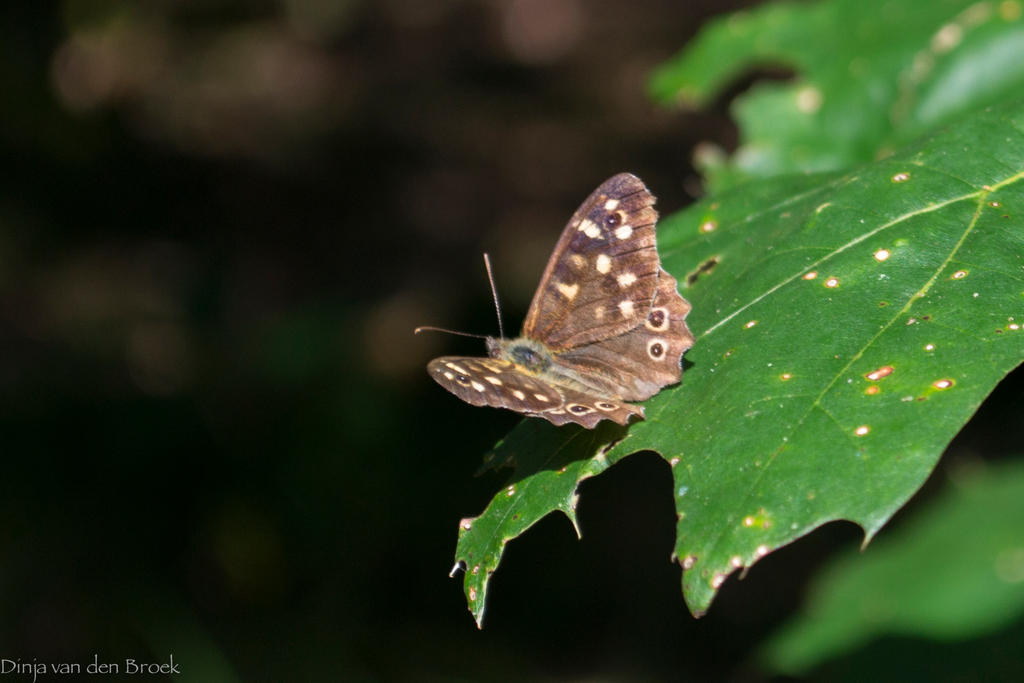 Brown butterfly