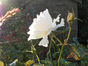 White Rose