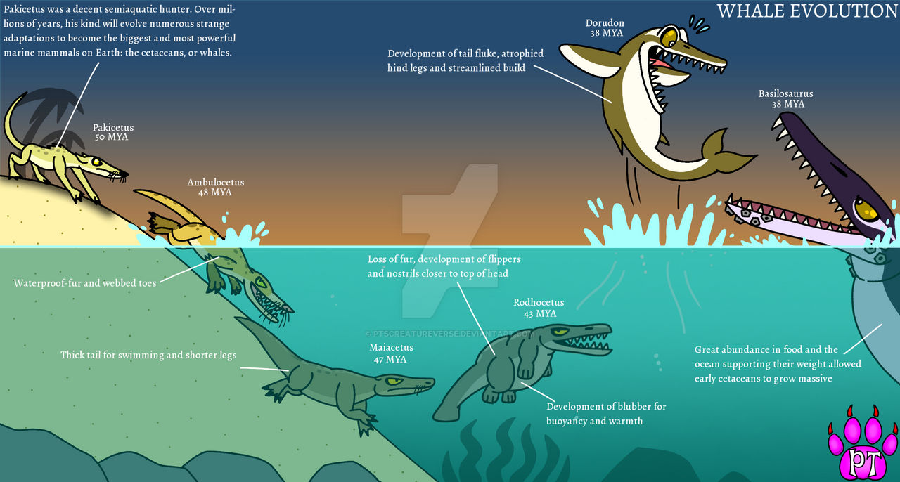 Whale Evolution by PTsCreatureVerse on DeviantArt