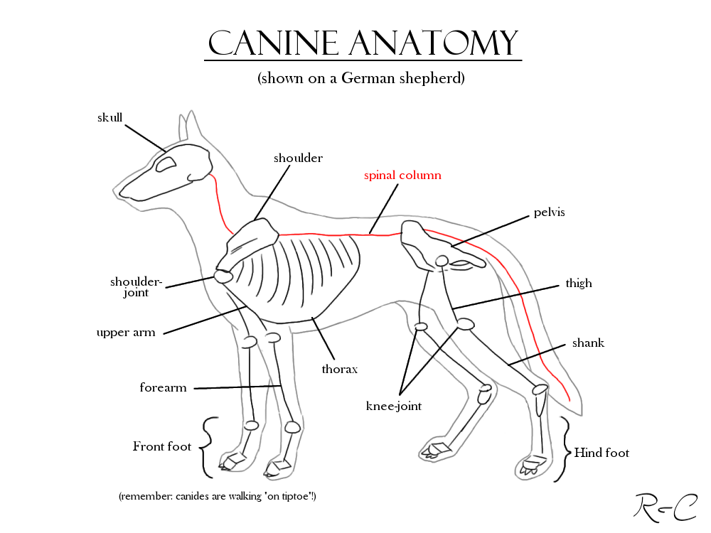 Canine Anatomy Study