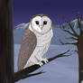 Naturama: Barn Owl in the Snow