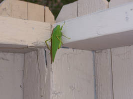 Little Green Leaf