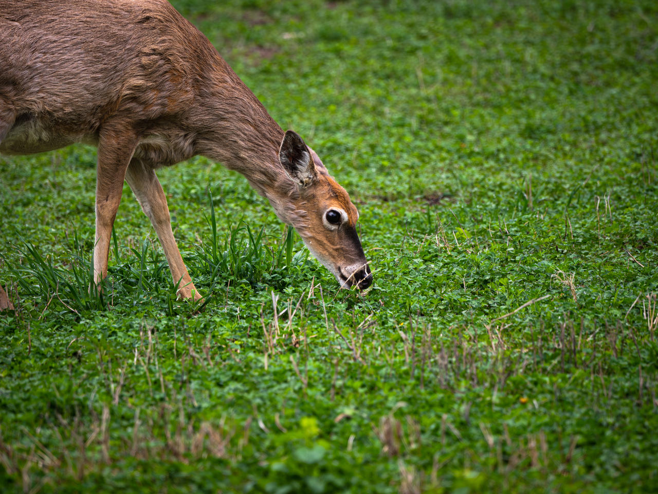 Grazing by buffetbuster on DeviantArt