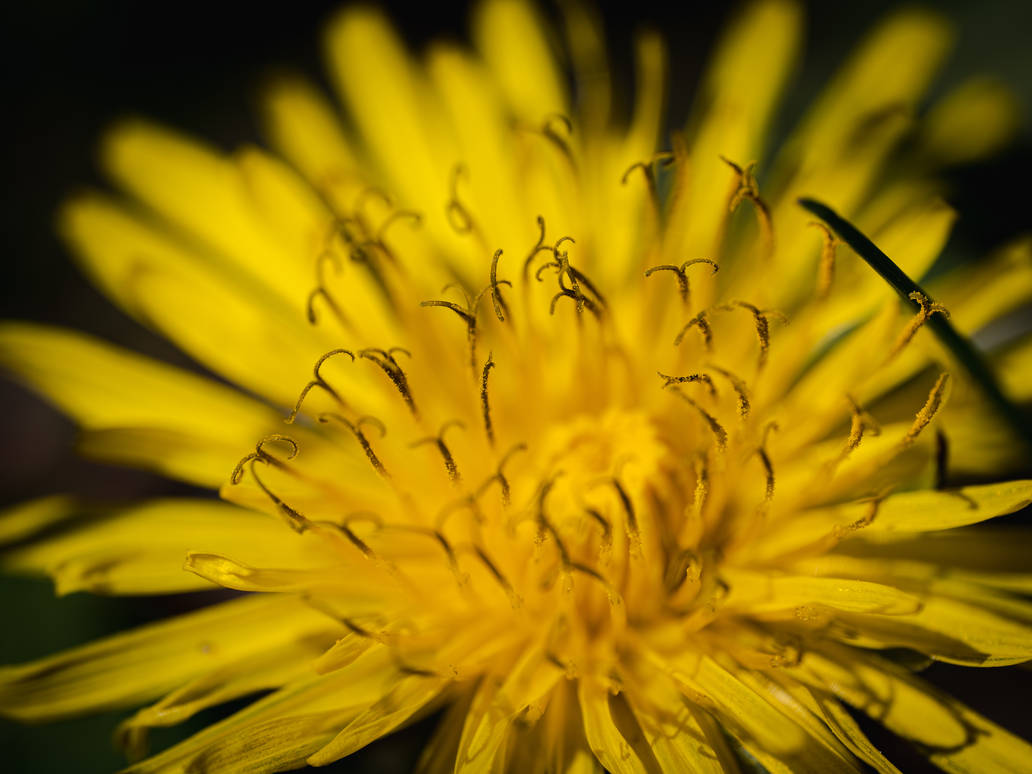 Dandelion by buffetbuster on DeviantArt
