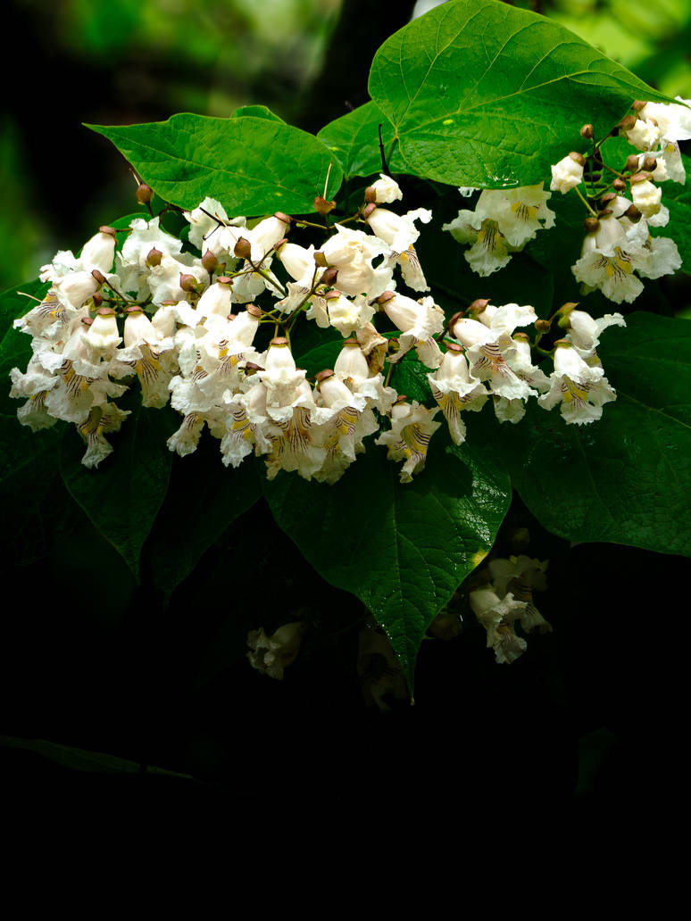 Catalpa speciosa by buffetbuster on DeviantArt