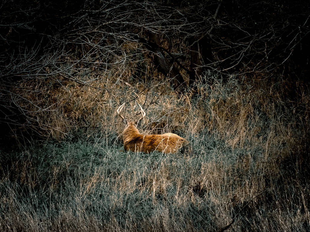 The King rests by buffetbuster on DeviantArt