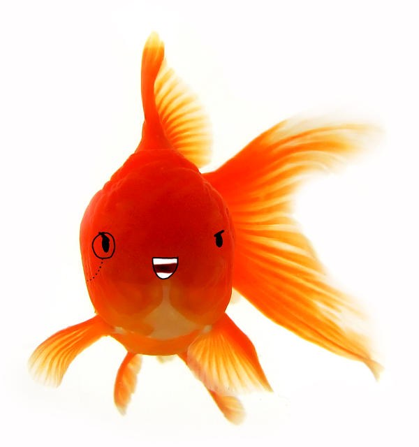 Dandy fish by cartoonnetwork on DeviantArt