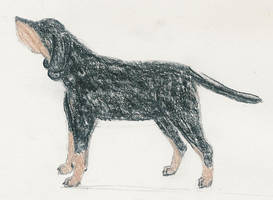 black-and-tan coonhound