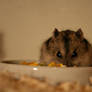 russian dwarf hamster