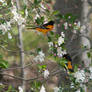 1 - Two Orioles