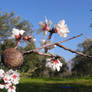 almonds flower