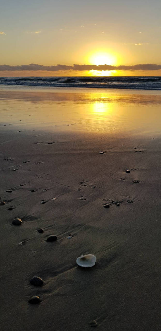 Sunrise shell by sjsteve on DeviantArt