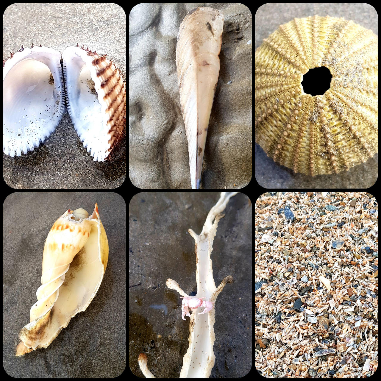 Shells,crab,urchin by sjsteve on DeviantArt