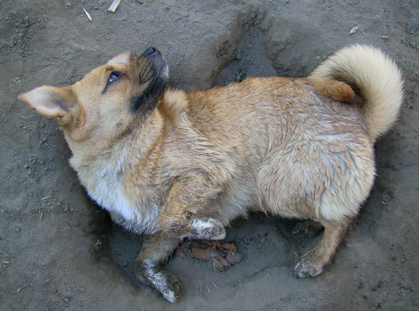 Dirt Angels