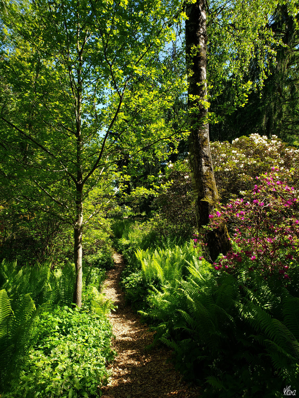 Secret Path Tree Secret Pathway by aralk on DeviantArt