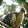 Hoatzin