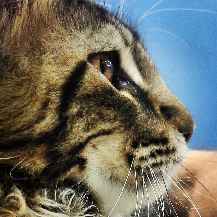 Maincor Cat Maincoon cat by bebe1221 on DeviantArt