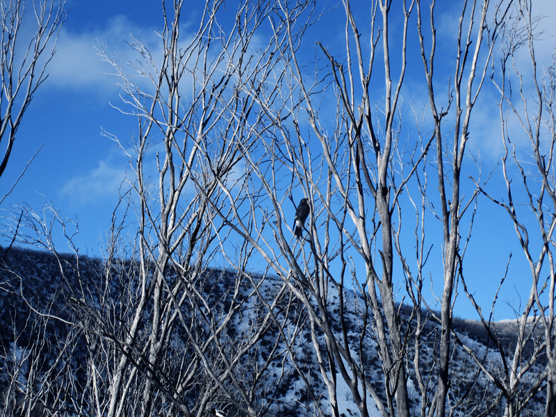 Falls Creek Crow