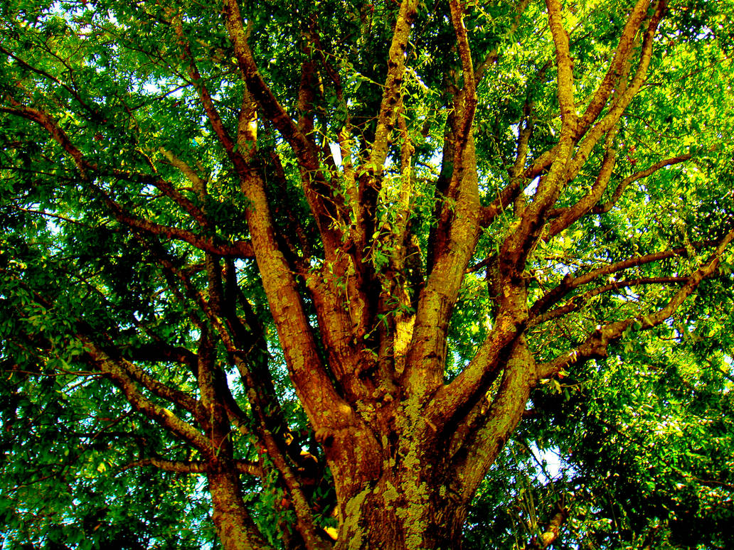Saturated Tree by NevilSnake on DeviantArt