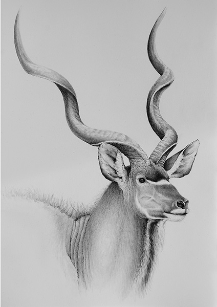 Kudu Bull